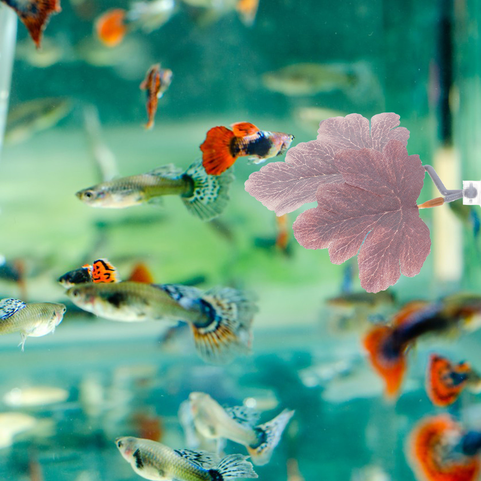 Planted Aquarium For Betta - Hamaca de Hojas para Peces Betta,