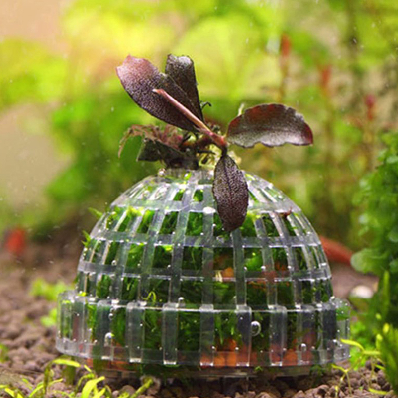 Oferta Especial: Decoración pa - Planted Aquarium For Sale reseña y precio