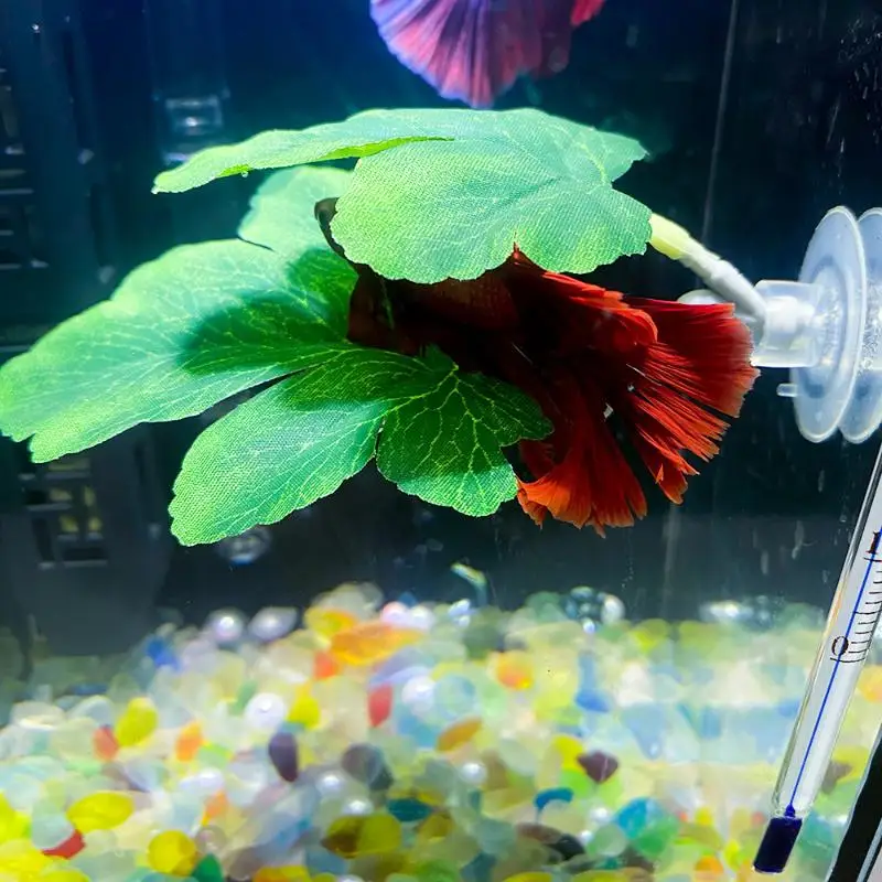 Hamaca de hojas de pescado Bet - Planted Aquarium For Betta reseña y precio